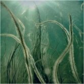 دانلود موسیقی بی کلام علف دریایی (Seagrass)